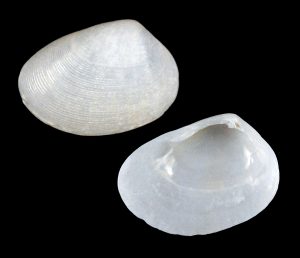 Semelina nuculoides