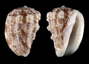 Atlantic Morum