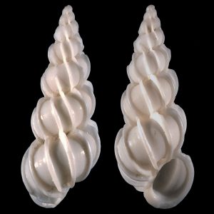 Angulate Wentletrap