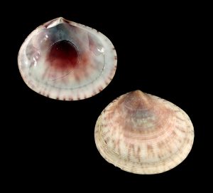 Semele purpurascens