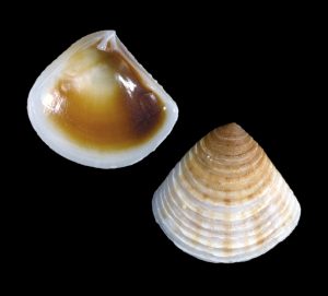 Lunate Crassinella