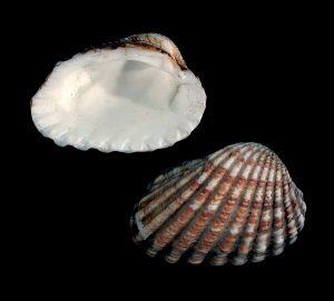 Broad-ribbed Carditid