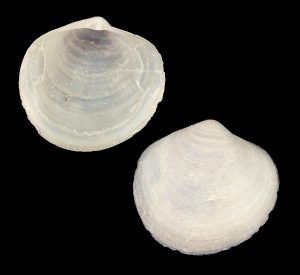 Atlantic Diplodonta