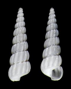 Dall Turbonilla
