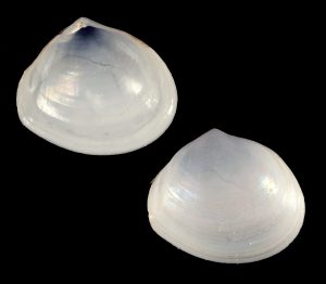 Abra aequalis