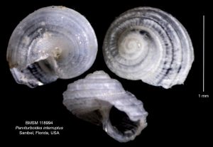 Parviturboides interruptus