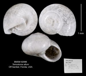 Teinostoma altum