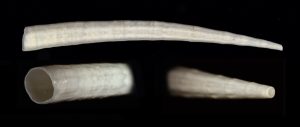 Dentalium laqueatum
