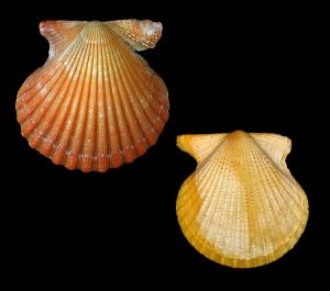 Rough Scallop