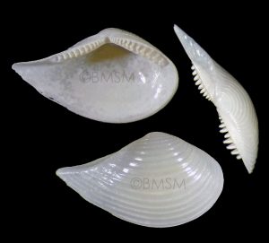 Pointed Nut Clam
