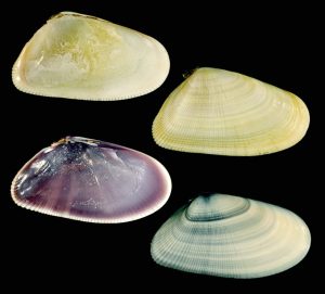 Donax variabilis