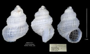 Alvania auberiana