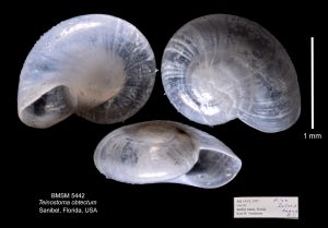 Teinostoma obtectum