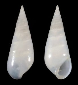 Melanella eburnea