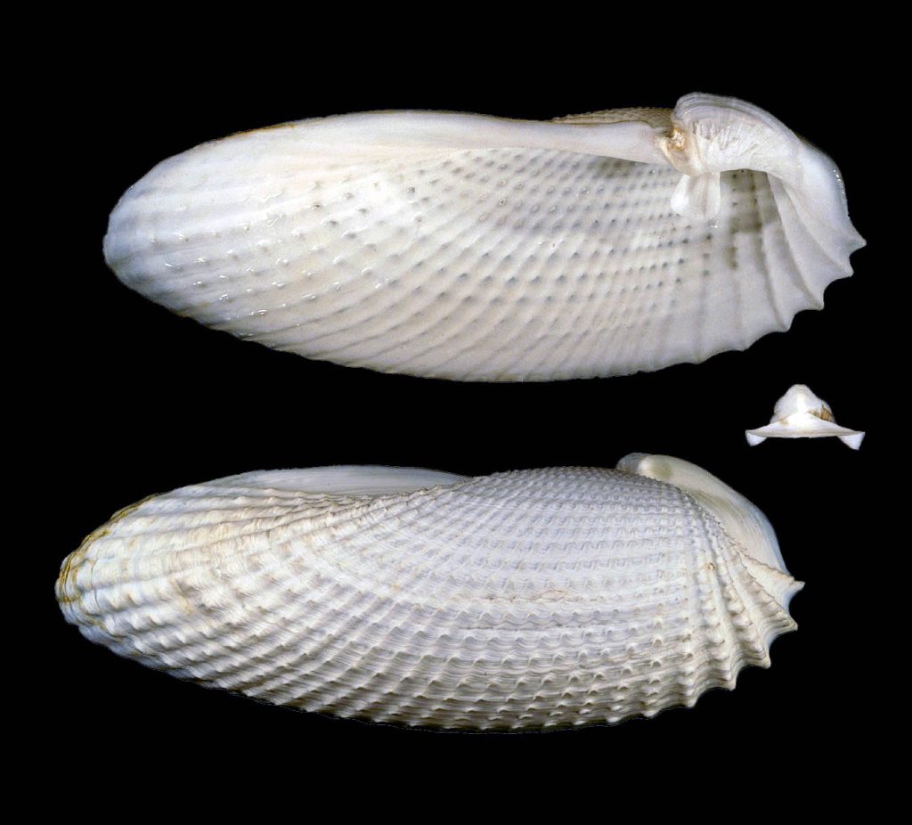 Cyrtopleura costata