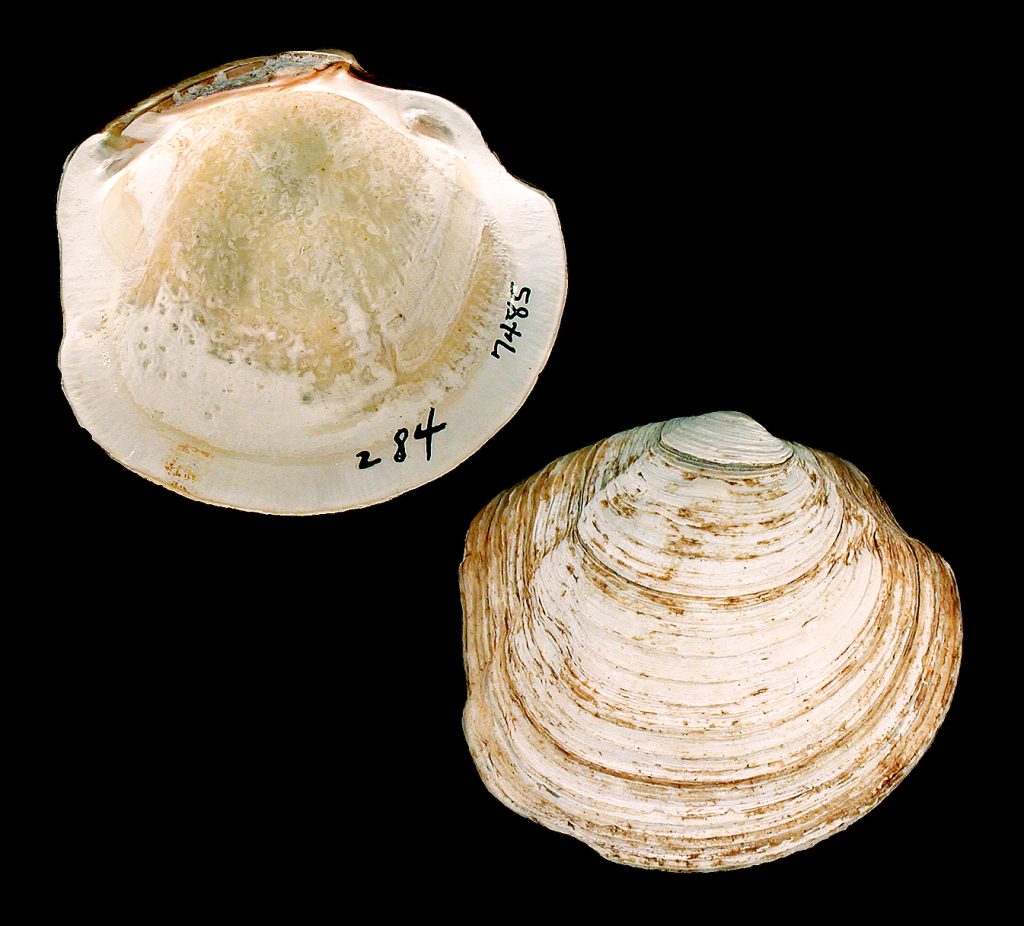 Family Lucinidae – Bailey-Matthews National Shell Museum