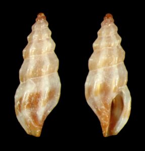 Ithycythara sp