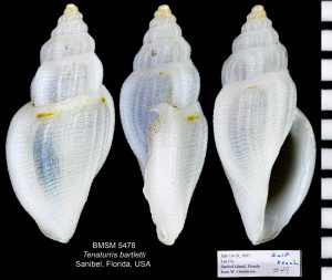 White Mangelia