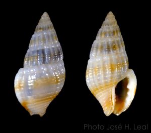 Fat Dove Snail