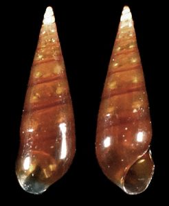 Microeulima hemphillii