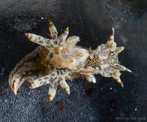 Humm Polycera