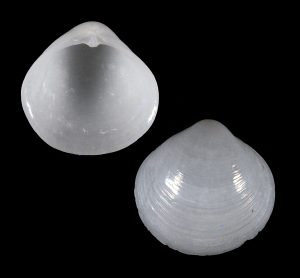 Diplodonta nucleiformis