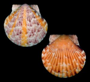 Atlantic Calico Scallop