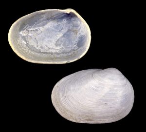 Giant Montacutid