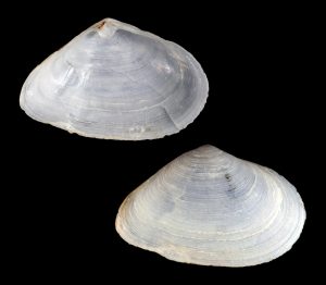 Cumingia tellinoides