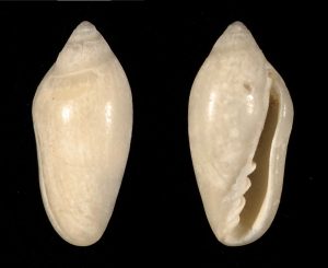 Little Oat Marginella