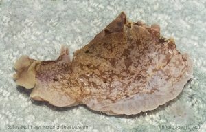 Aplysia brasiliana