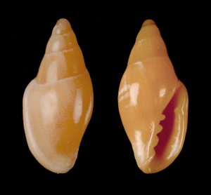 Tan Marginella